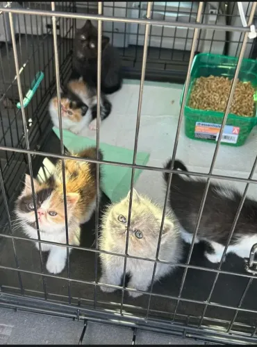 Gatos persas exóticos