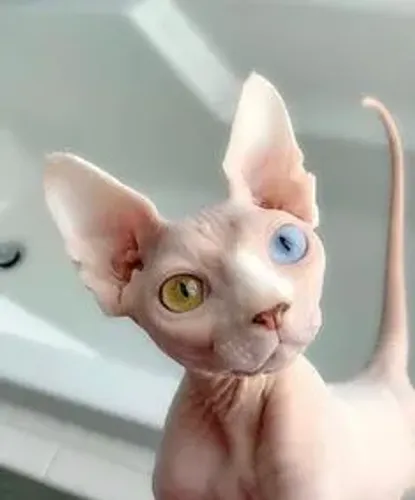 Sphynx 