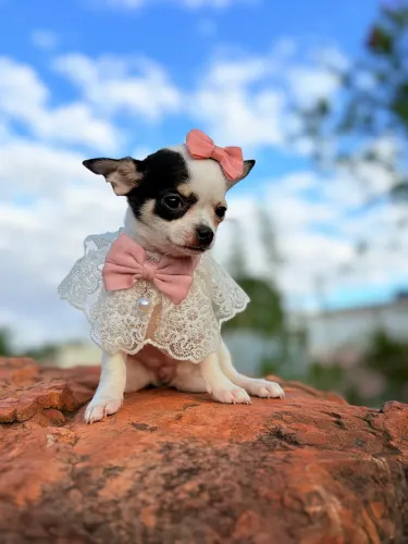 Chihuahua fêmea vacinadas e com pedigree