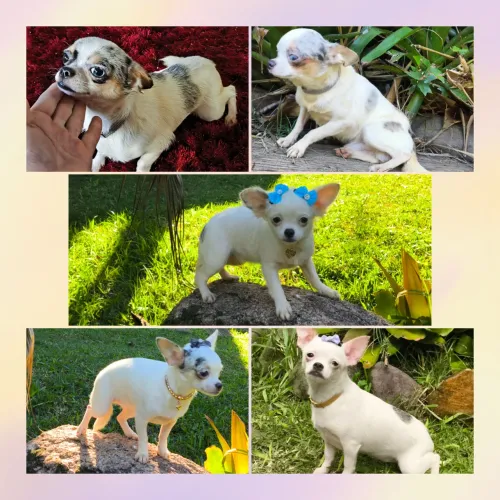 Chihuahua MERLE Pelo Longo e Curto.