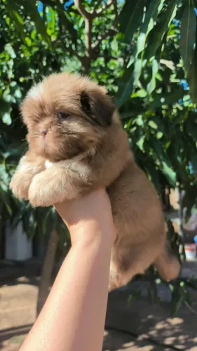 Shih Tzu encantando sua família diariamente