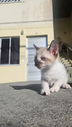 Gatinho filhote