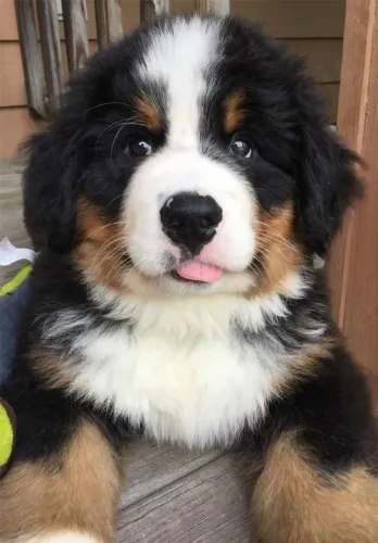 Bernese Mountain Dog