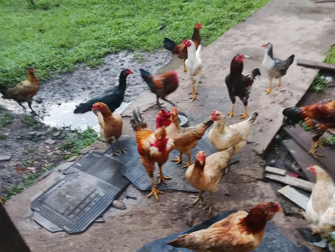 Galinhas e galos e frangos caipiras