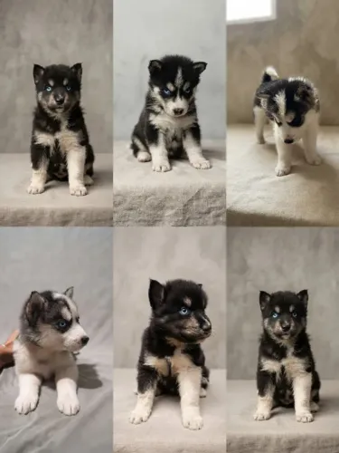 Filhote de Husky Siberiano com Pedigree