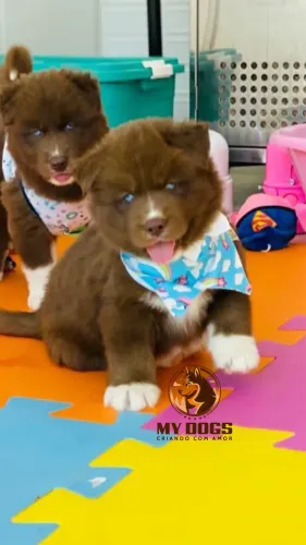 https://www.mydogscanil.com.br
