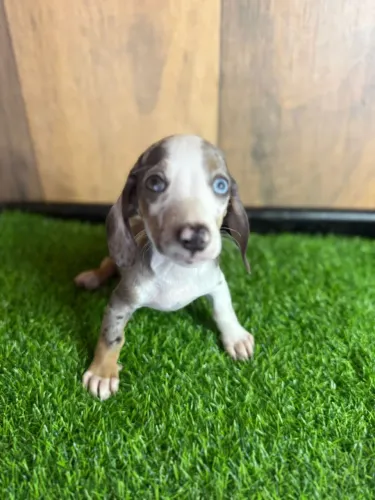 Filhote Dachshund Salsicha