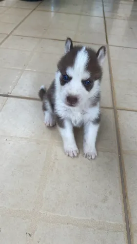 Filhote husky siberiano 