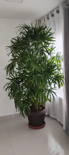 VENDO /PALMEIRA RAPHIS/ 500 reais (cada)