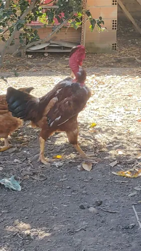 Galos Label Rogue - pescoço pelado ótima estrutura
