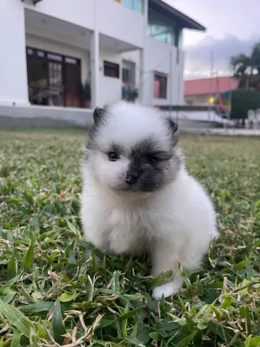 Spitz alemão 