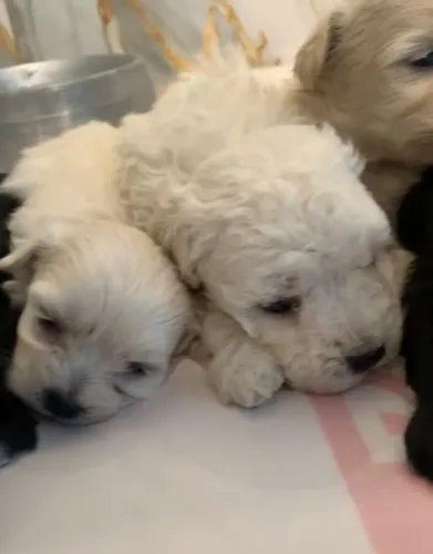 Filhote Poodle Toy femea pronta entrega