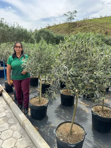 Oliveiras 