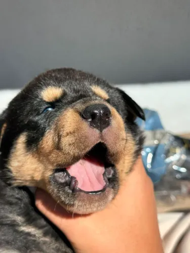 Rottweiler, Filhotes Maravilhosos