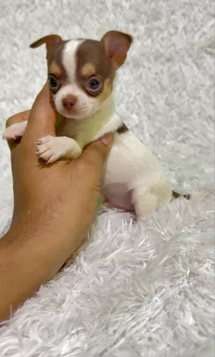 Filhotes chihuahua 