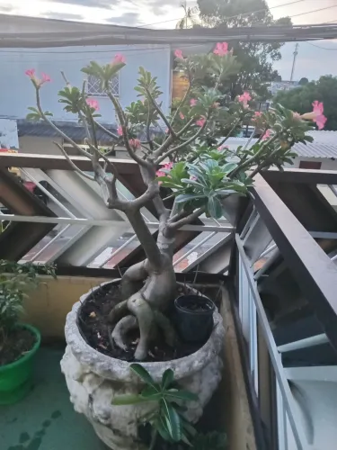 ROSAS DO DESERTO