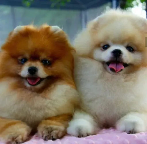 Lulu da Pomerania Afeto que se mantém firme