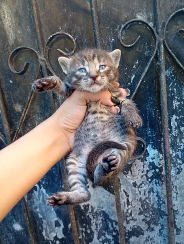Filhotes de gato 