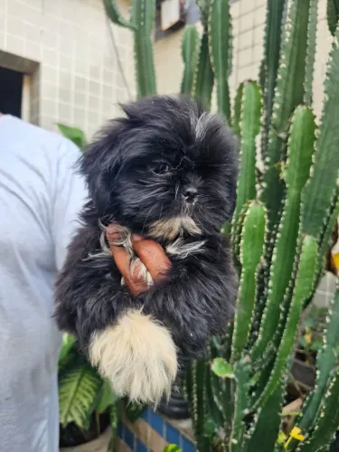Leia. Shihtzu femea