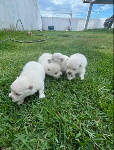 Filhotes de lulu da Pomerânia 3 fêmeas 1 macho
