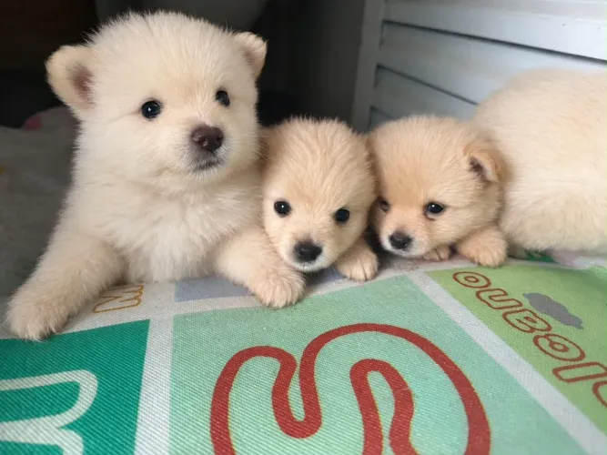 Filhotes Spitz Alemão (Lulu da pomerânia) Disponíveis