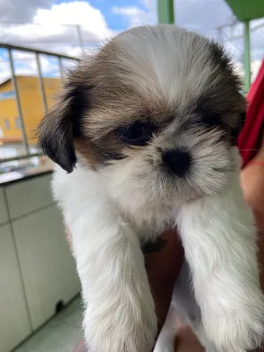 Filhote de shitszu macho(aceito cartão e divido)