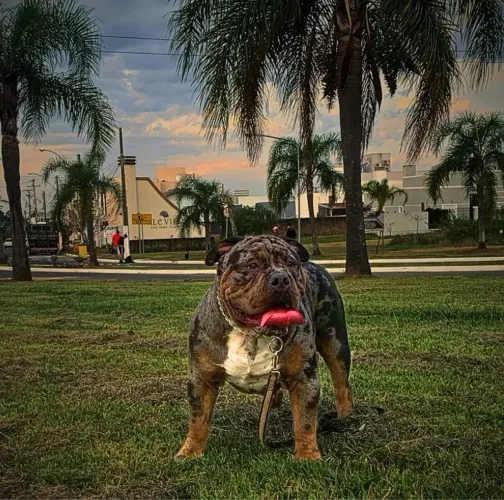 American bully macho 