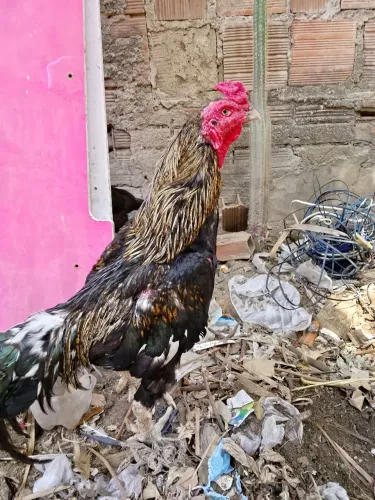 Galo índio reprodutor