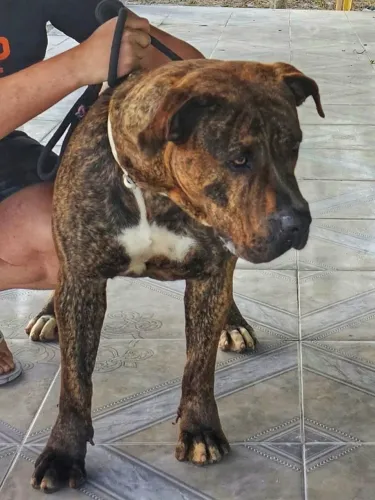 Presa Canário