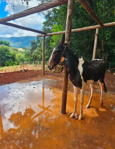 Mula pampa