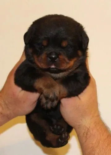 Rottweiler disponível para quem busca carinho