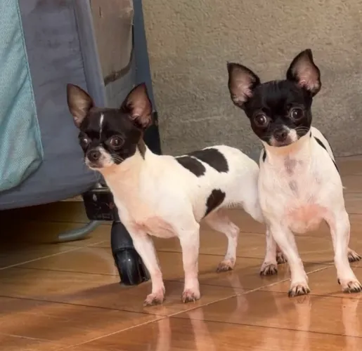 Chihuahua Fêmea Pêlo Curto