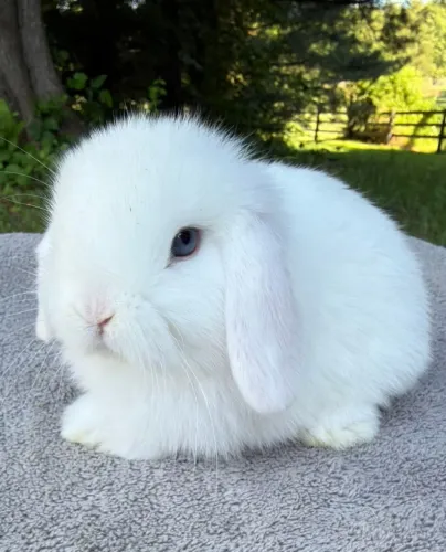 coelho holland lop