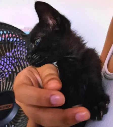 gatinha para adoção (castração facilitada)