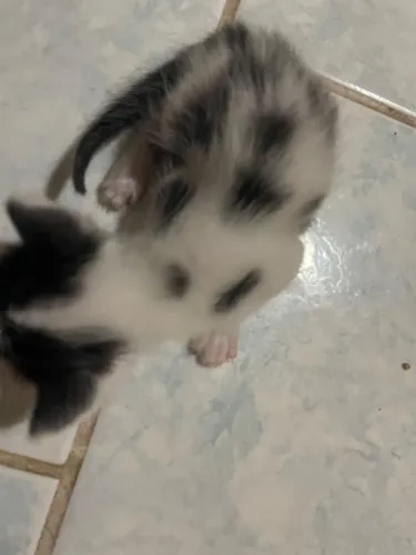 Animais Gatos