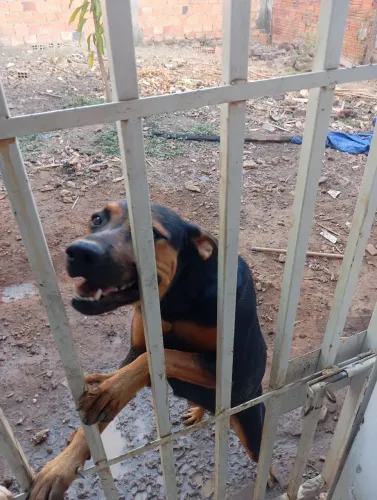 Pet para adoção, misturado com Rottweiler