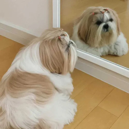 Filhote Shihtzu Macho