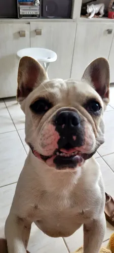Buldog francês