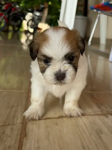 Filhote Shihtzu