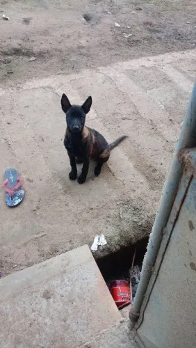 Pastor malinos macho com 3 mês top com ótima genética, os pais com pedigree