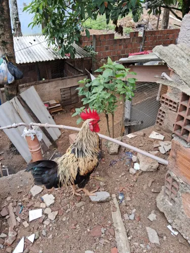 Só galo pra vender ou trocar vários preços 