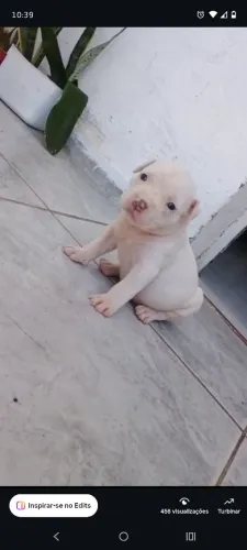FILHOTES DE PITMONSTER