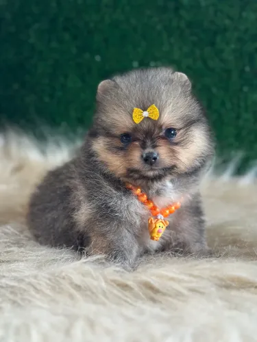 Lulu da Pomerânia anão 
