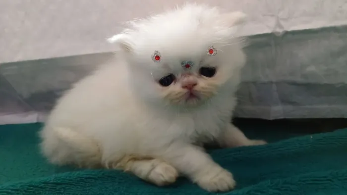 Linda filhote de gata persa femea branca pura.Parcelo.Entrego em Curitiba e região 