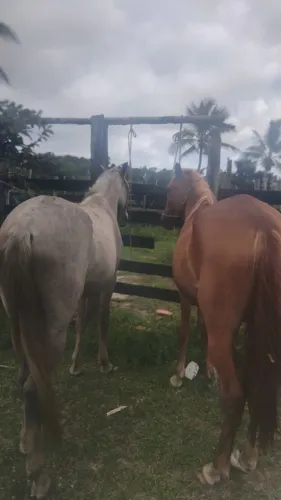 Vende-se cavalo boms