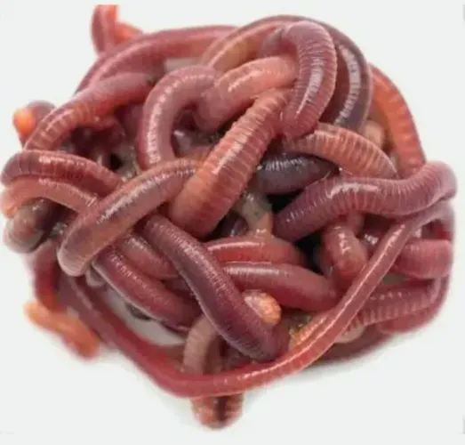Minhocas para pescas ou compostagem