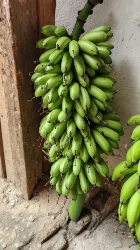 caixos de bananas