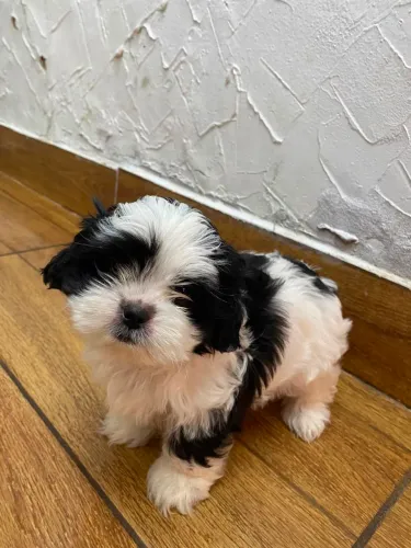 Filhote de Shih Tzu muito fofinhos 