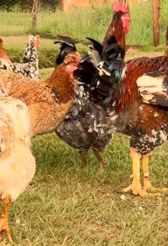 Pintinho GSB - Galinha Sertaneja Balão