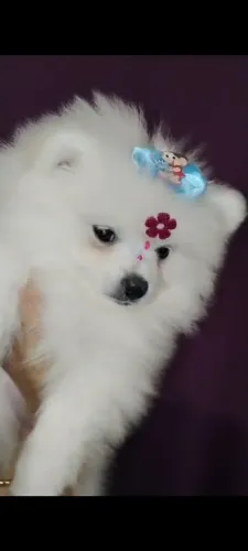 Luluzinha Fêmea